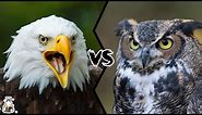 EAGLE VS OWL - Who Would Win?