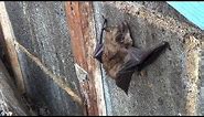 Bats in the Attic? Humane Wildlife Services Can Help
