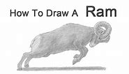 How to Draw a Bighorn Ram