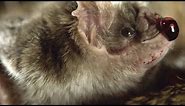 How Vampire Bats Suck Blood for 30 Minutes Unnoticed