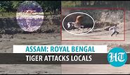 Watch: Royal Bengal Tiger attacks locals after straying out of Assam’s forest