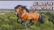 ALL ABOUT THE LUSITANO HORSE