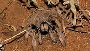 The golden brown baboon spider Augacephalus junodi in nature - South Africa