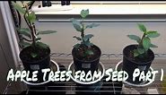 How To Grow an Apple Tree From Seed, Part 1