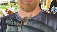 Identification Indiana Bats