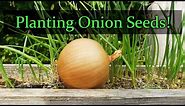 Planting Onion Seeds For Beginners