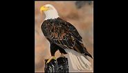 How to paint an eagle | Oil painting