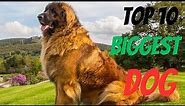 Top 10 Biggest Dog Breeds in the World