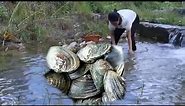 I discovered freshwater clams in the river, opening up a rare treasure