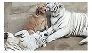 The dog, the tiger cubs, and the power of love #shorts #animals #virals #satisfyingvideos #history #fypシ゚ #facts #animals | Jinxed Jamboree