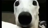 Scared Dog Meme