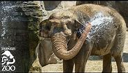 The Care and Feeding of Elephants at the L.A. Zoo.