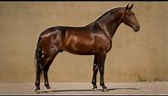 **SOLD** Exquisite Lusitano Stallion with Dressage Competition Experience (REF#489)
