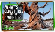 What's The Oldest Tree in the World?