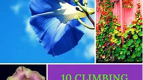 Top 10 Climbing Plants for a Small Trellis