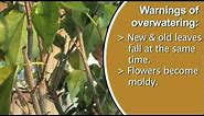 Signs of Over Watering Plants