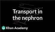 Secondary active transport in the nephron | Renal system physiology | NCLEX-RN | Khan Academy