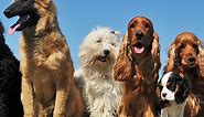 How Many Breeds of Dogs Are There in the World?