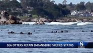 Sea otters retain endangered species status