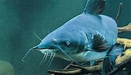 Blue Catfish Length To Weight Conversion Chart - In-Fisherman