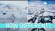 Arctic vs Antarctic: How DIFFERENT?