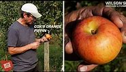Cox's Orange Pippin Apples | Bite Size