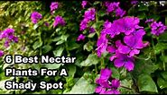 The 6 BEST NECTAR PLANTS For SHADE