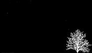 [Wallpaper Engine] Minimalist - Snowy white tree