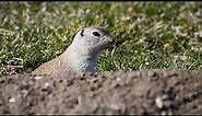 It's not a Gopher, or a Prairie Dog, it's a Richardson's Ground Squirrel