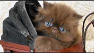OH NO! Iris's 4 1/2 Week Old Chocolate Persian Kitten Photo Bomb