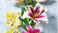How to Plant and Grow Orienpet Lilies