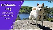 The Hokkaido Dog - An Amazing Japanes Dog Breed | Dog Lovers