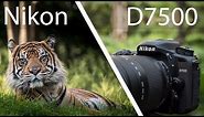 Nikon D7500 Review - Powerful But Not Perfect