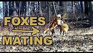 Trail Camera: Foxes Mating!