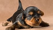 Yorkie Puppy Crying