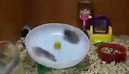 Hamsters spinning on a wheel