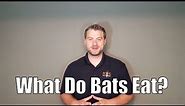What do bats eat, and a few facts about bats you might not know