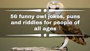 56 funny owl jokes, puns and riddles for people of all ages
