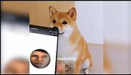Doge reacts to phone meme compilation