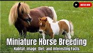 Miniature Horse Breeding - Habitat, Image, Diet, and Interesting Facts | United States