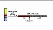 BCR-ABL1 and the Philadelphia chromosome - Part 2: The Philadelphia chromosome