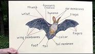 Basic Bat Biology