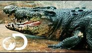 On The Hunt For A 29ft Man-Eating Crocodile | Man-Eating Super Croc