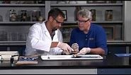 Detailed Clam (bivalve, molluscs or mollusks) Dissection (Jr. High, High School and College Review)