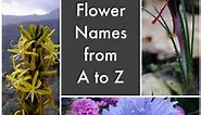 A List of Flower Names From A to Z