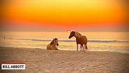 Wild horses at sunrise