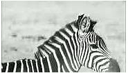 zebra wallpaper