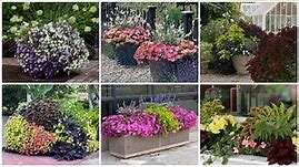 6 Container Combinations to Love! 😍💚🥰 // Garden Answer