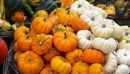 Small Pumpkins: Top 10 Varieties and Growing Tips