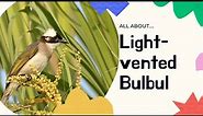 Light-vented Bulbul facts 🦜 found in central and southern China Vietnam southern Japan Taiwan